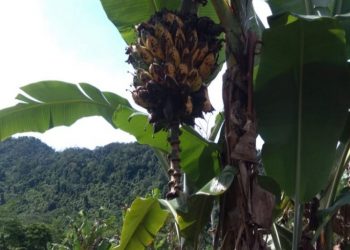 Harga Pisang Barangan Anjlok, Petani Biarkan Membusuk di Pohon