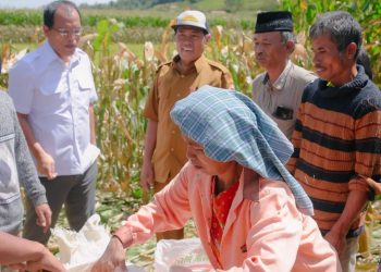Panen Jagung
