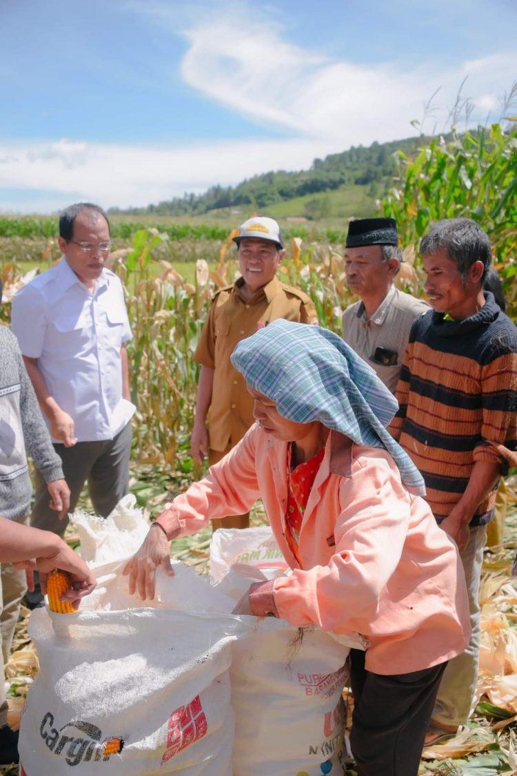 Panen Jagung