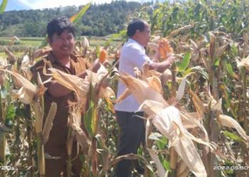 Bupati Panen Jagung