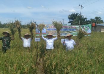 Bupati Simalungun Panen Padi di Sipangan Bolon