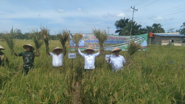Bupati Simalungun Panen Padi di Sipangan Bolon