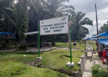 Karyawan Kelola Janjang Sawit Mengkal, Maneger Marihat Sibuk ke Bah Jambi