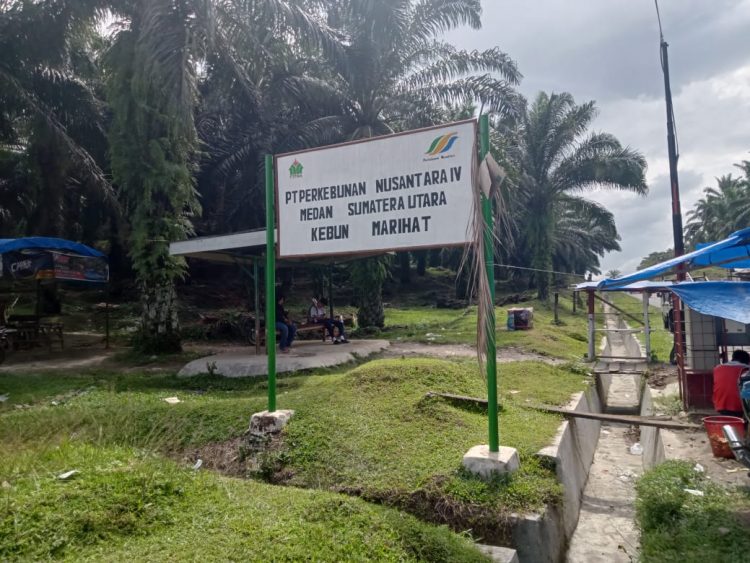 Karyawan Kelola Janjang Sawit Mengkal, Maneger Marihat Sibuk ke Bah Jambi