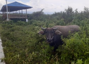 Pantai Samora Parparean I Porsea Menjadi Tempat Ternak Kerbau