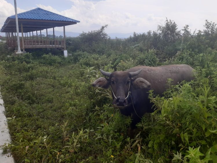 Pantai Samora Parparean I Porsea Menjadi Tempat Ternak Kerbau