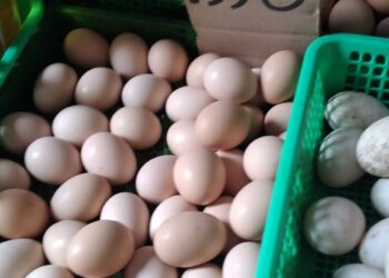 TELUR INFERTIL BEREDAR DI SIANTAR DINAS PERINDUSTRIAN DAN PERDAGANGAN, TIDAK BERFUNGSI
