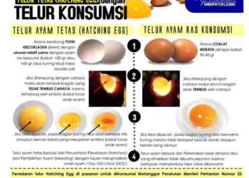TELOR INFERTIL YANG BEREDAR DI SIANTAR BERASAL DARI LUAR WILAYAH SIANTAR-SIMALUNGUN